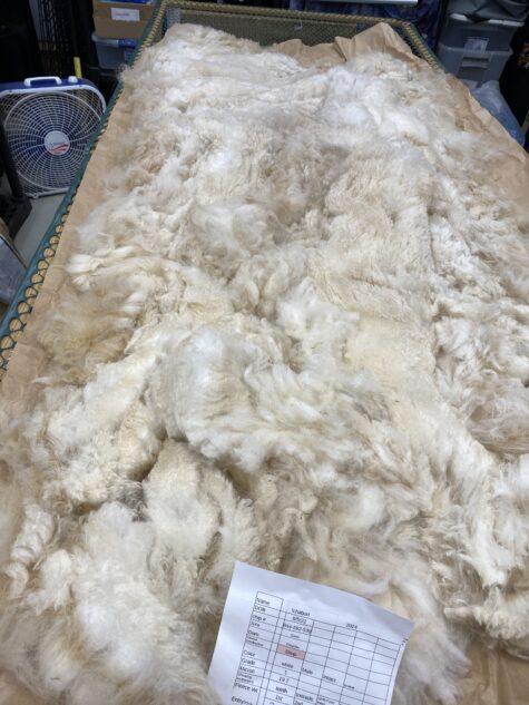 SOLD      2024 White Fleece ~ Ichabod