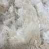 SOLD      2024 White Fleece ~ Ichabod - Image 3