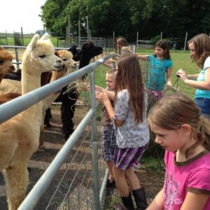 Tour the Alpaca Ranch