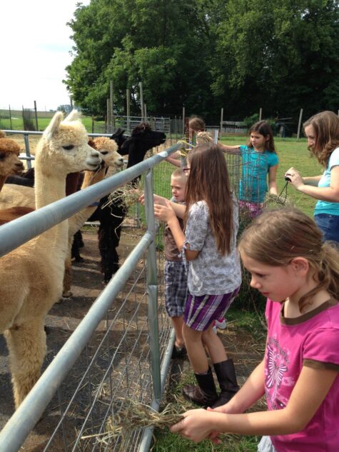 Tour the Alpaca Ranch