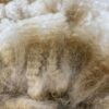Processing 101 - Characteristics and skirting Alpaca Fibers - Image 5