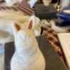 Rabbit Holding a Carrot -needle felted kit - Image 3