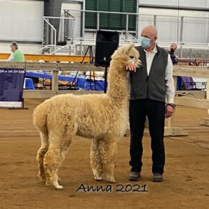 A man with an Alpaca at an Alpaca show.