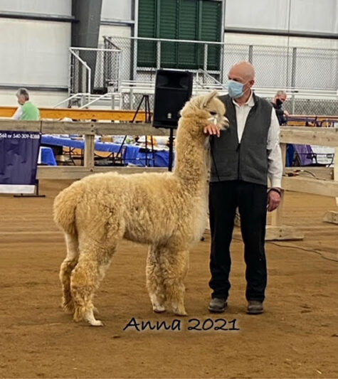 A man with an Alpaca at an Alpaca show.