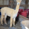 SOLD   2024 White Alpaca Fleece ~ Anna - Image 3