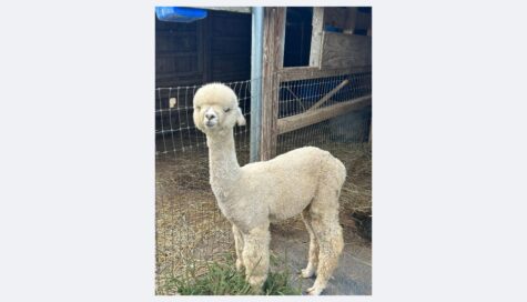 Customer Apreciation