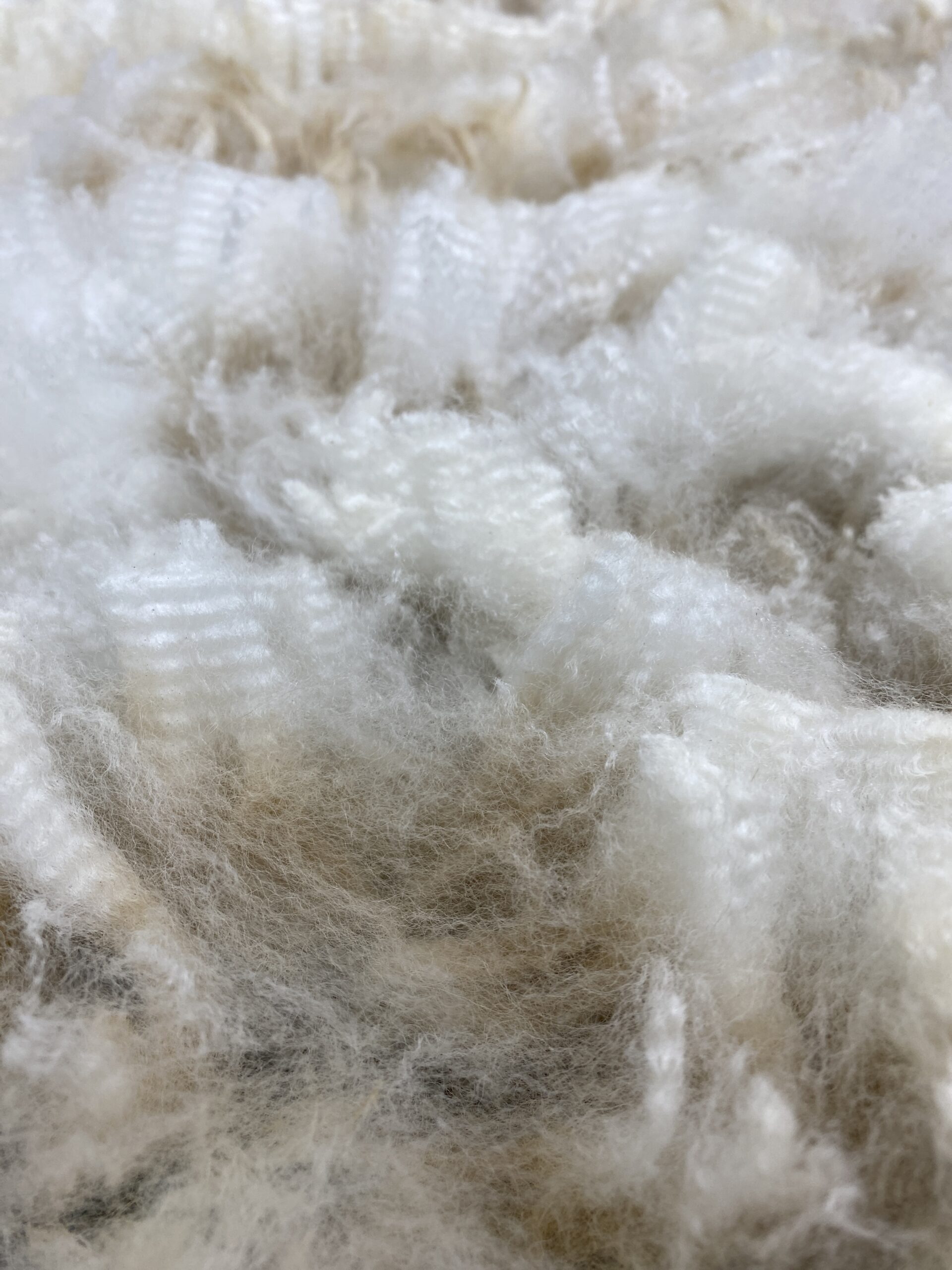 2026 ~ White Alpaca Fleece~ Bleu - Image 6