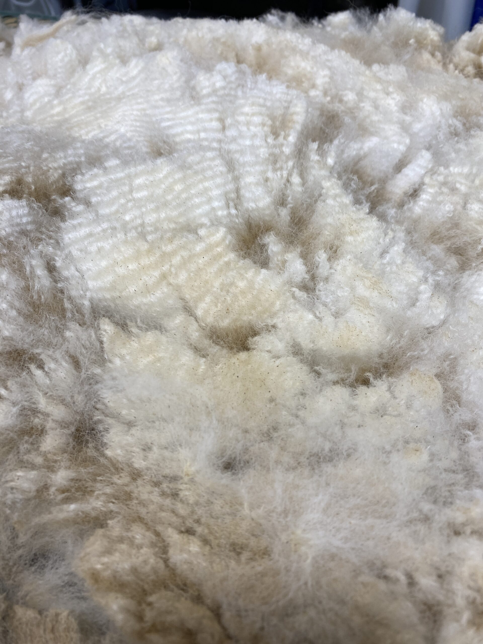 2026 ~ White Alpaca Fleece~ Bleu