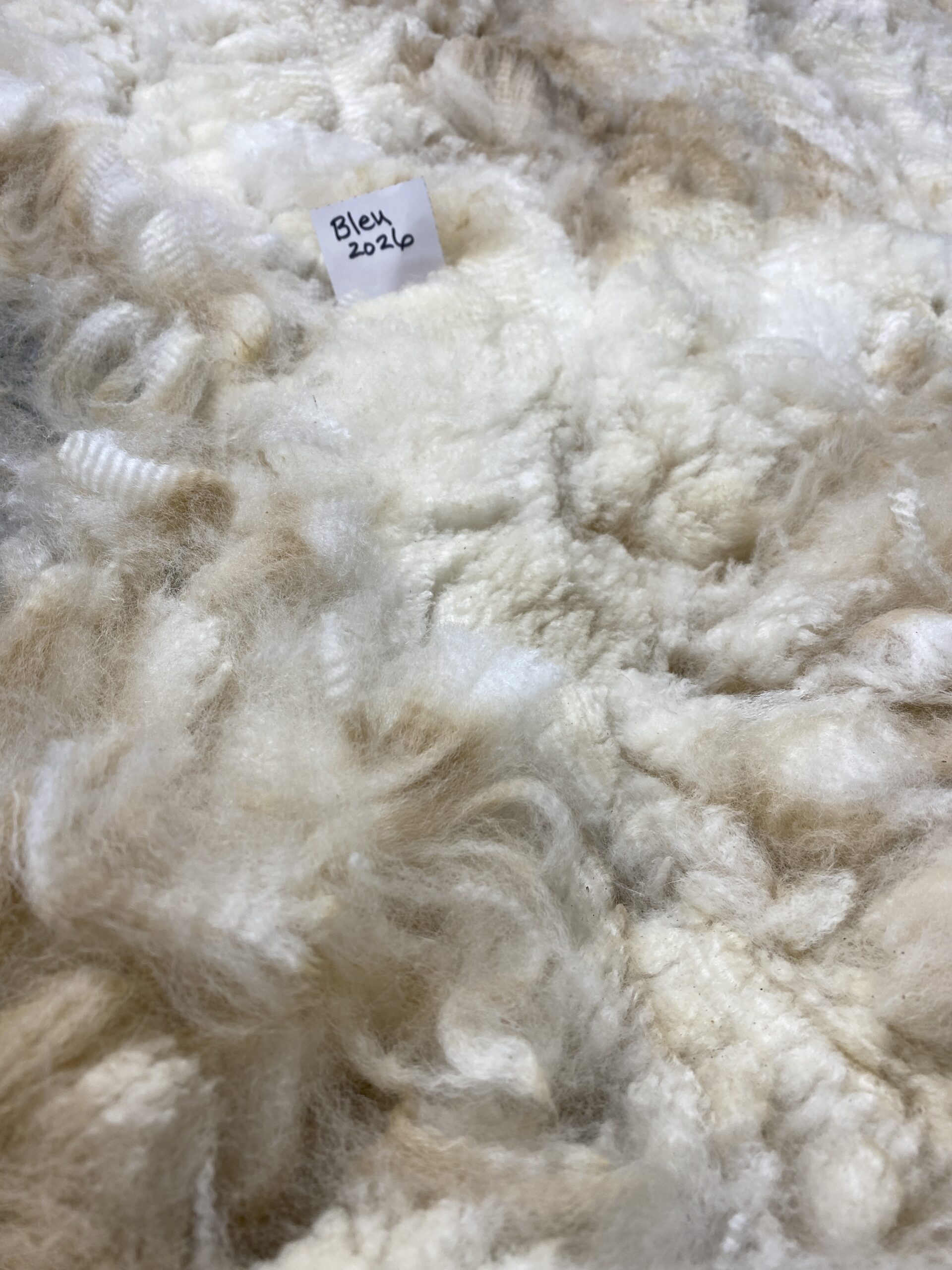2026 ~ White Alpaca Fleece~ Bleu - Image 4