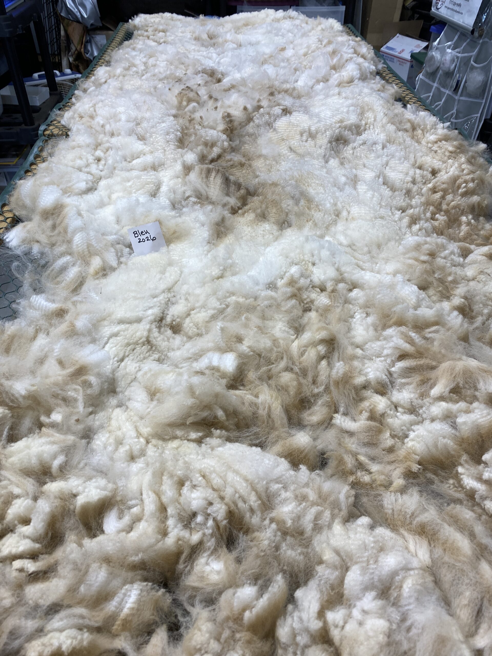 2026 ~ White Alpaca Fleece~ Bleu - Image 3