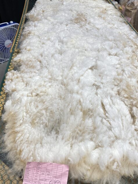 SOLD ~~2023 White Alpaca Fleece~ Bleu