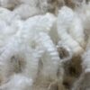 SOLD 2024 White Alpaca Fleece~ d'Artagnan - Image 3