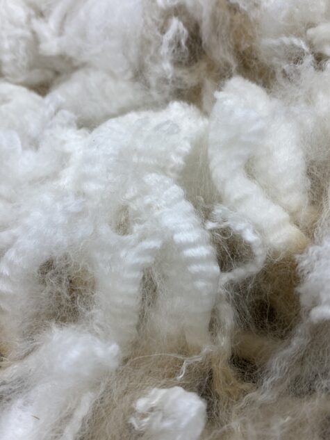 SOLD 2024 White Alpaca Fleece~ d'Artagnan