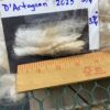 SOLD 2024 White Alpaca Fleece~ d'Artagnan - Image 4