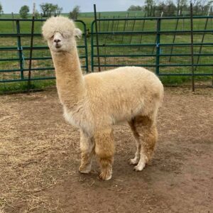 An Alpaca named Diablo at Quarry Critters Alpaca Ranch.