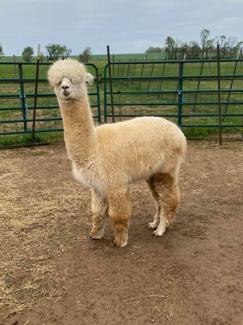 An Alpaca named Diablo at Quarry Critters Alpaca Ranch.