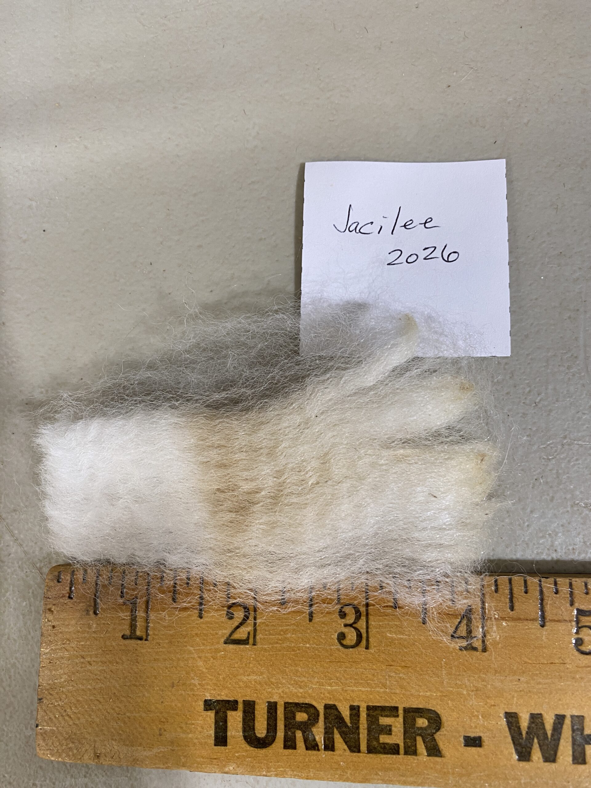 2026 white crimpy locks - Alpaca Fleece ~ Jacilee - Image 3