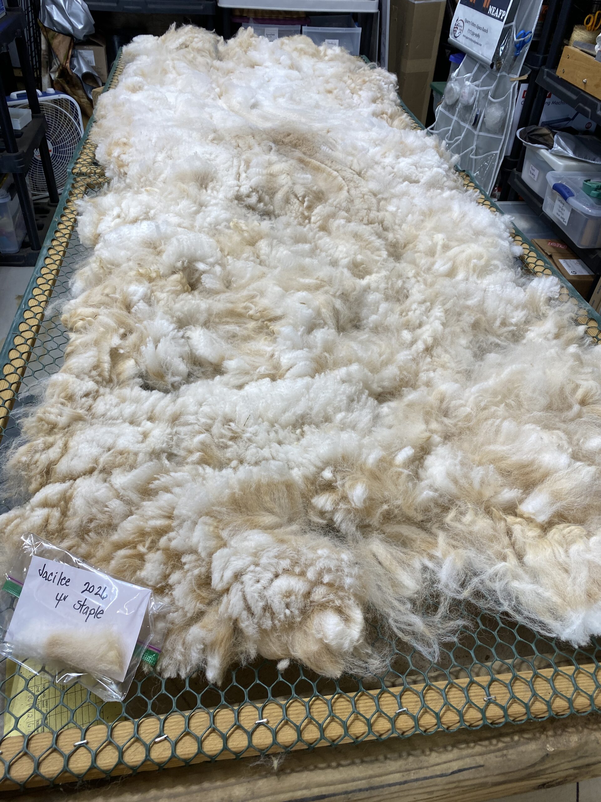 2026 white crimpy locks - Alpaca Fleece ~ Jacilee - Image 4