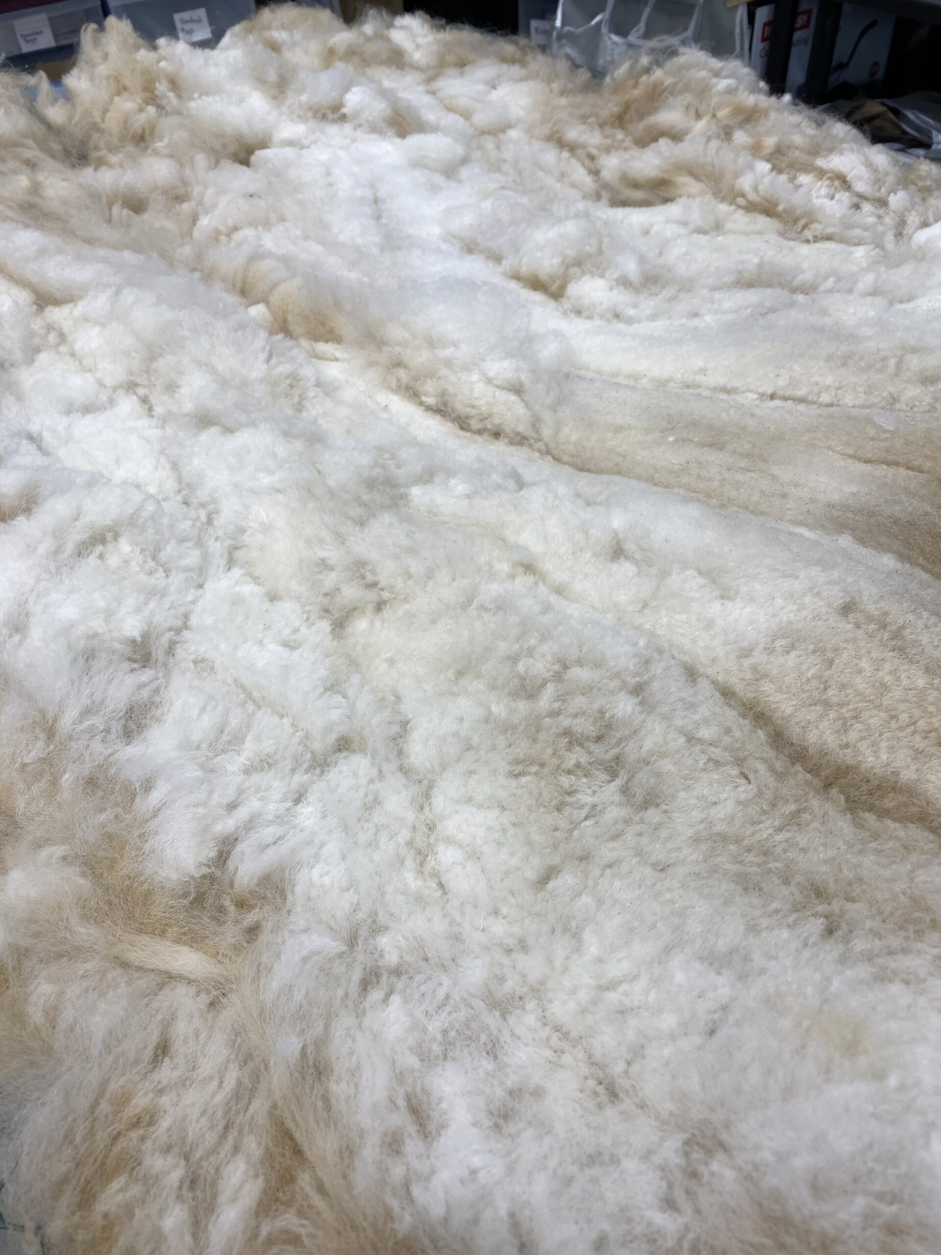 2026 white crimpy locks - Alpaca Fleece ~ Jacilee - Image 5
