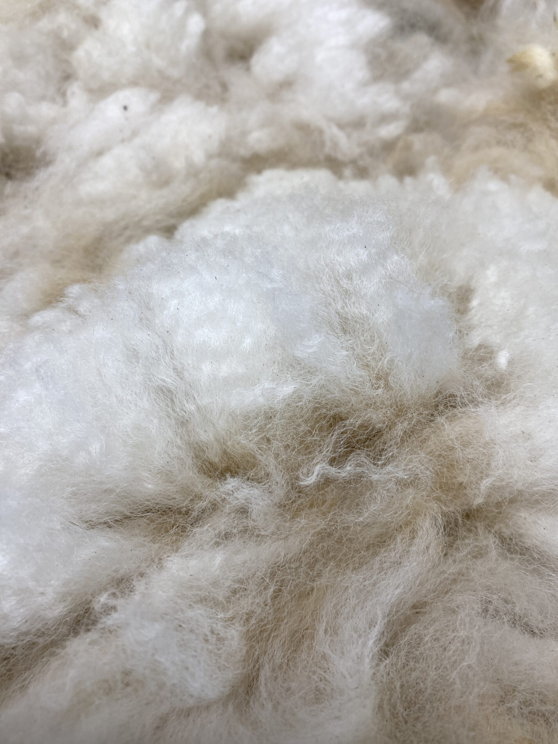 2026 white crimpy locks - Alpaca Fleece ~ Jacilee