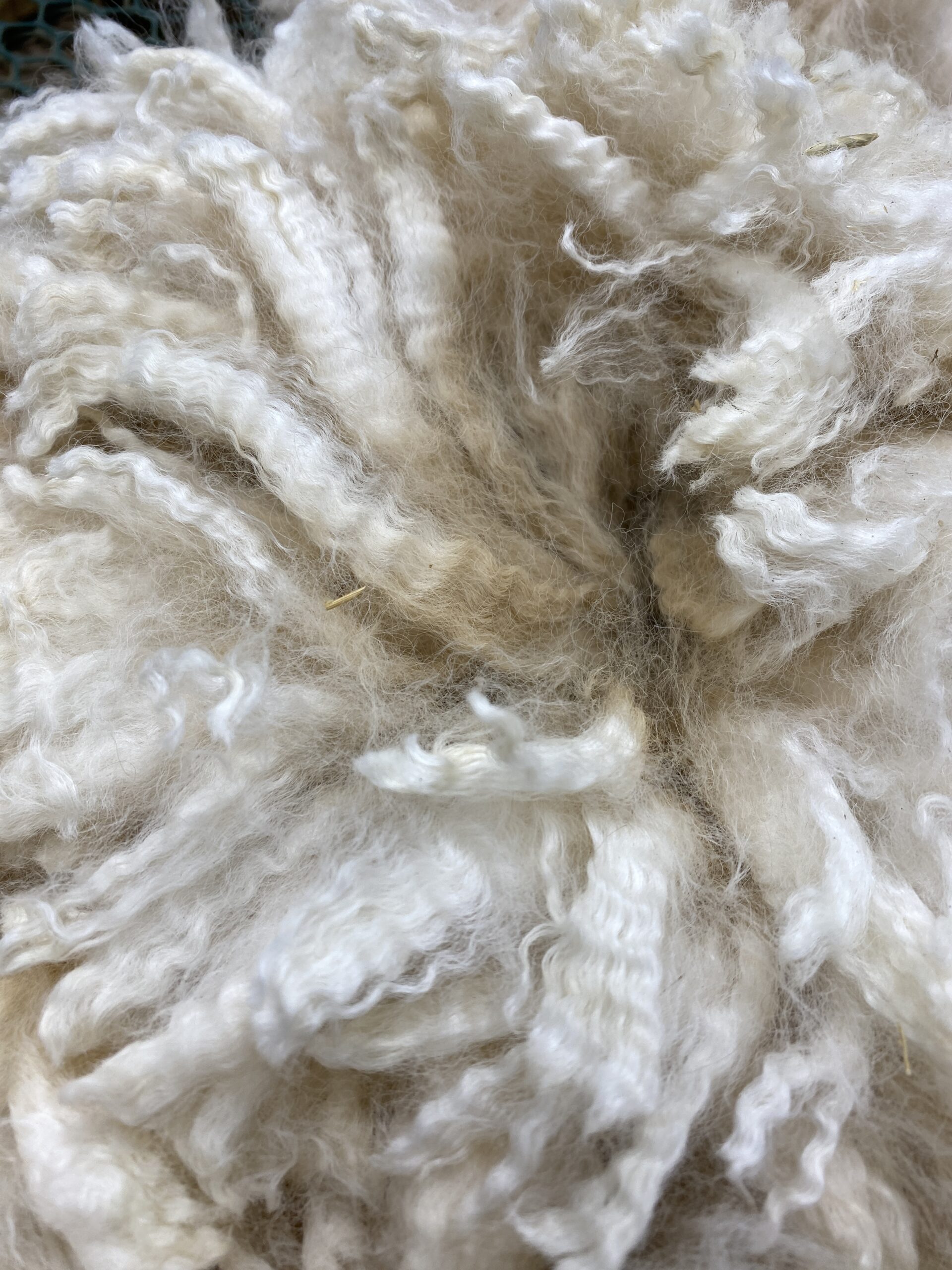 Raw Alpaca Fiber & Fleece for Sale