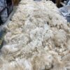 Sold 2024 Long white crimpy locks - Alpaca  Fleece ~ Jacilee - Image 5