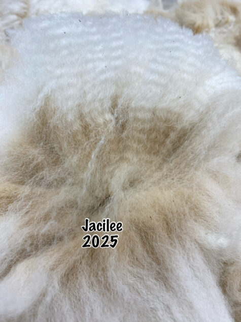 2025 white crimpy locks - Alpaca  Fleece ~ Jacilee