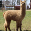 2024 Dark Fawn - Alpaca  Fleece ~ Mans Man - Image 6