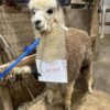 An Alpaca named Lacey on a lead at Quarry Critters Alpaca Ranch.