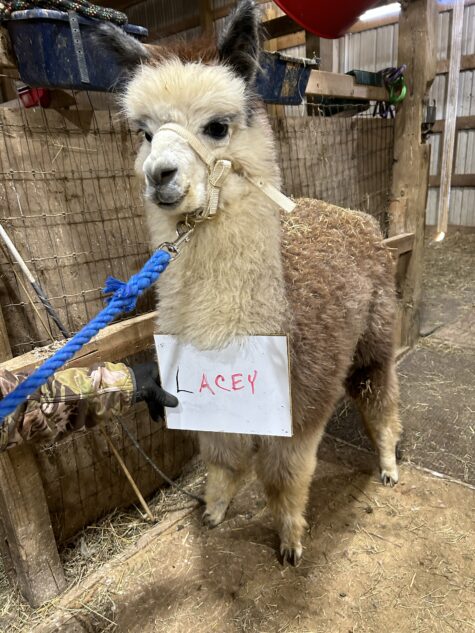 An Alpaca named Lacey on a lead at Quarry Critters Alpaca Ranch.