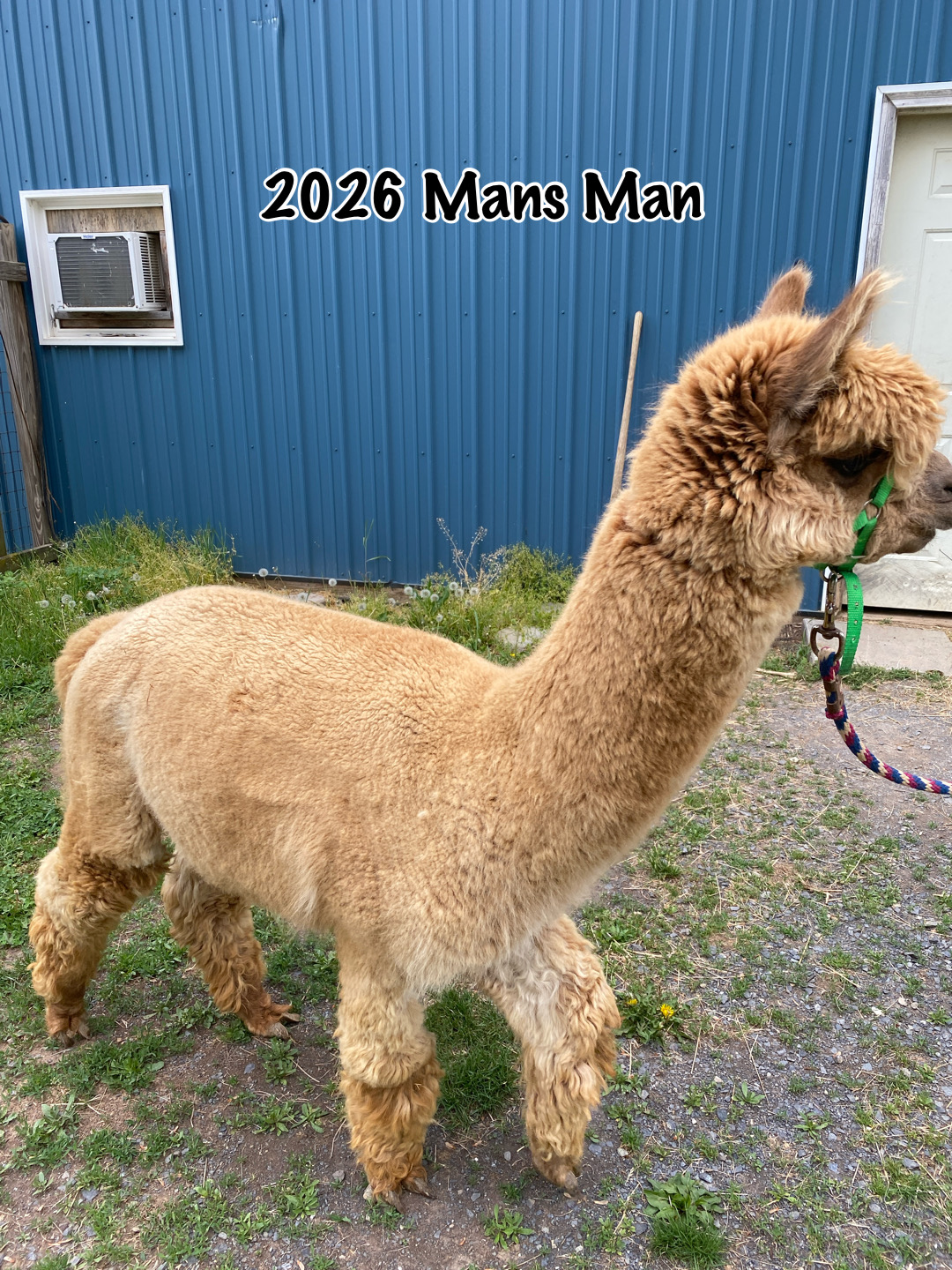 2026 Dark Fawn - Alpaca Fleece ~ Mans Man - Image 2