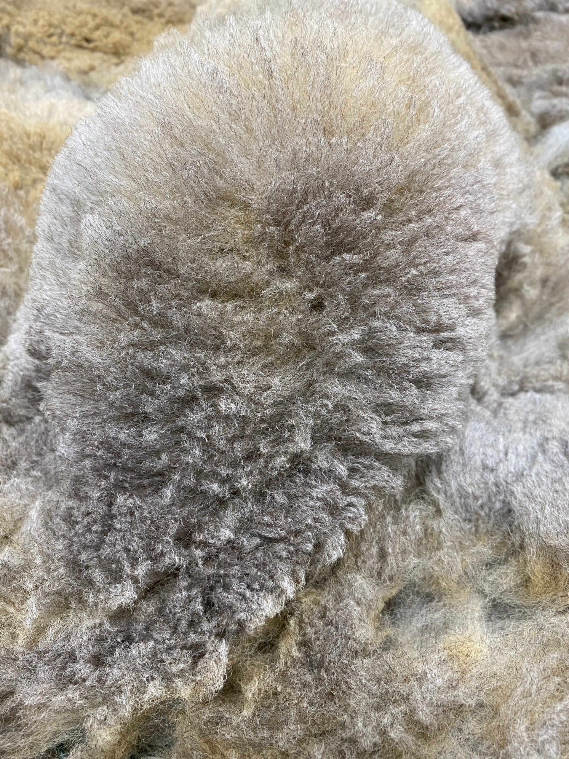 Reserve 2027~~~ Rose Grey- Alpaca Fleece ~ Lacey Spring - Image 4