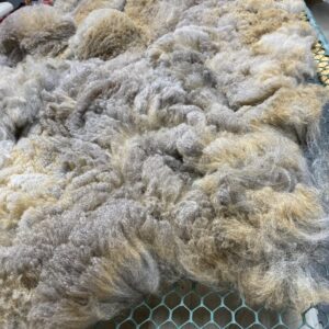 Reserve 2027~~~ Rose Grey- Alpaca Fleece ~ Lacey Spring