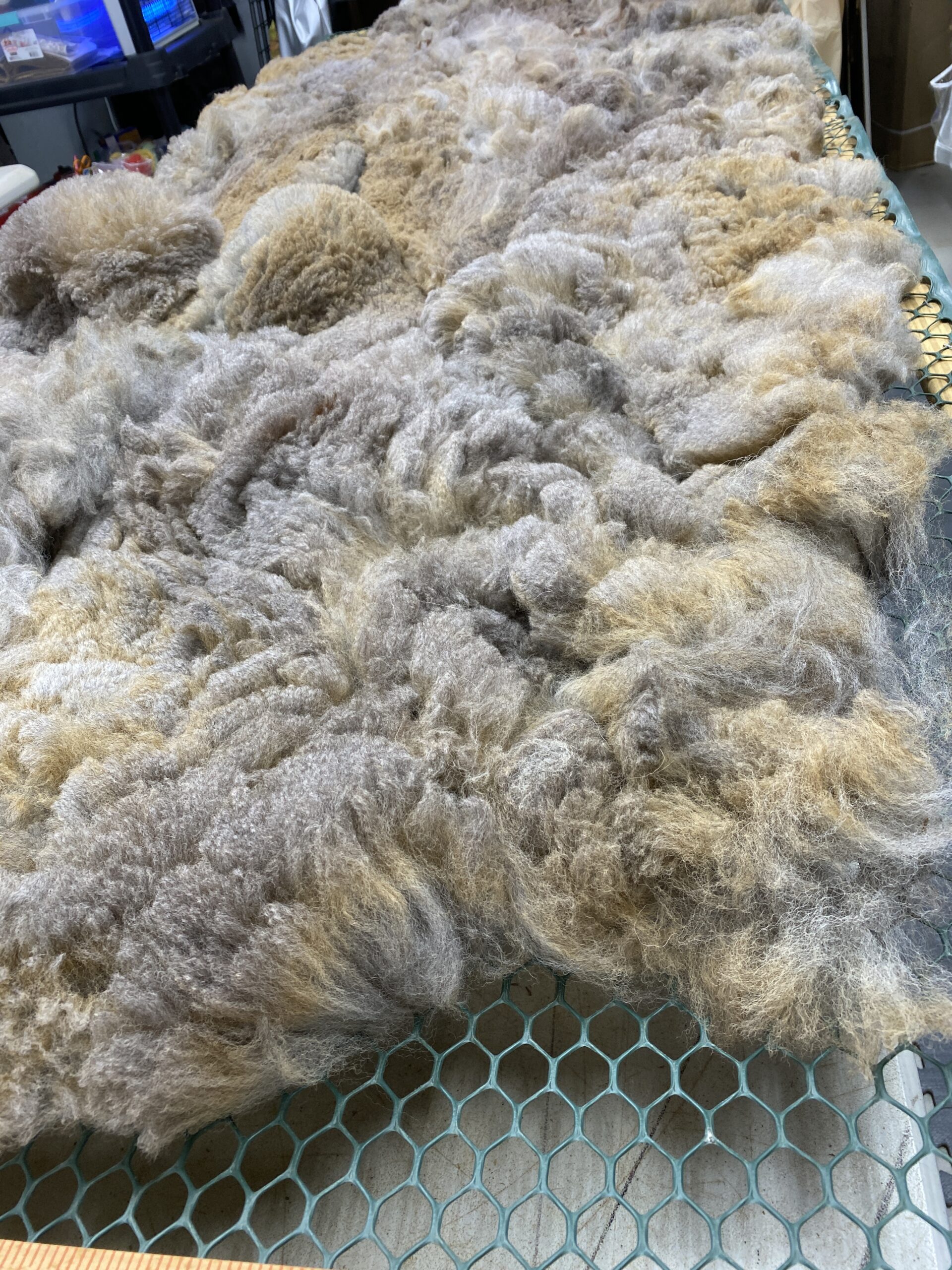 Reserve 2027~~~ Rose Grey- Alpaca Fleece ~ Lacey Spring