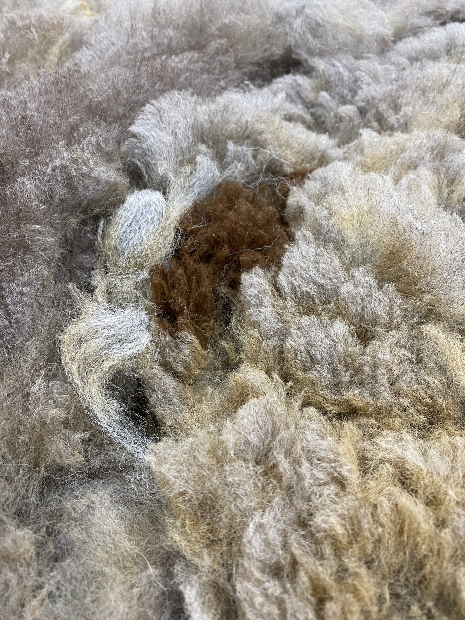 Reserve 2027~~~ Rose Grey- Alpaca Fleece ~ Lacey Spring - Image 6