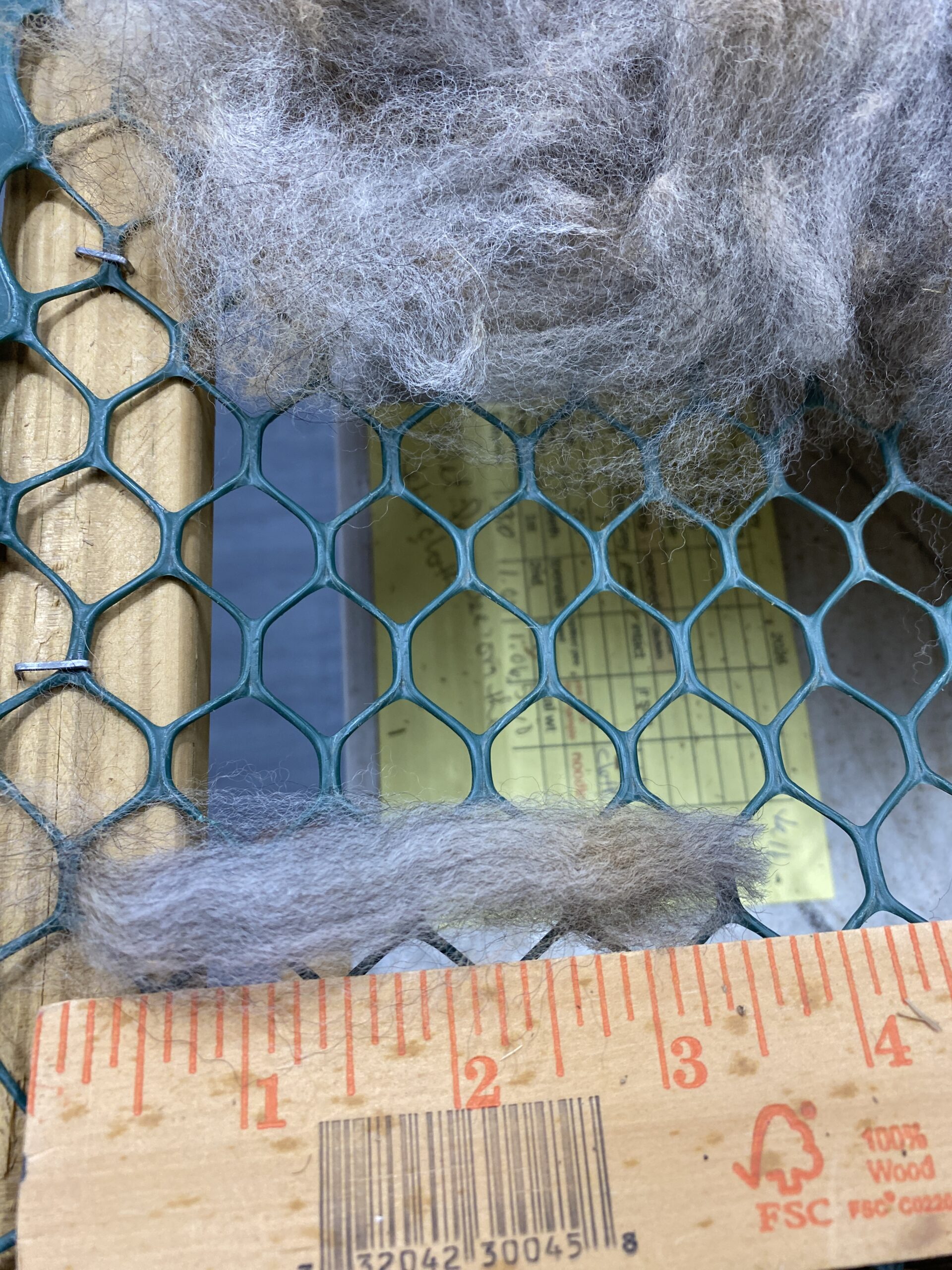 Reserve 2027~~~ Rose Grey- Alpaca Fleece ~ Lacey Spring - Image 3