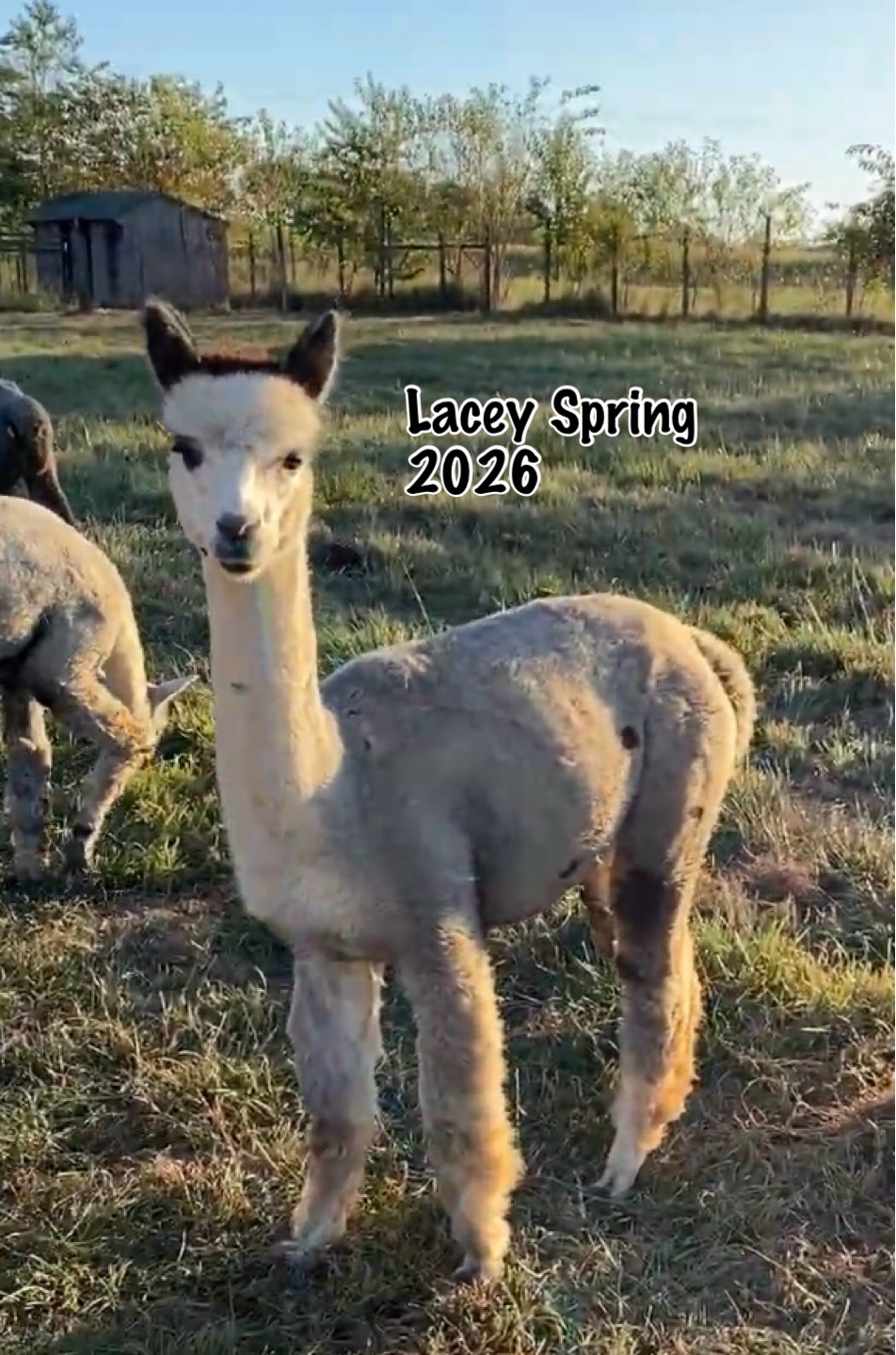 Reserve 2027~~~ Rose Grey- Alpaca Fleece ~ Lacey Spring - Image 2
