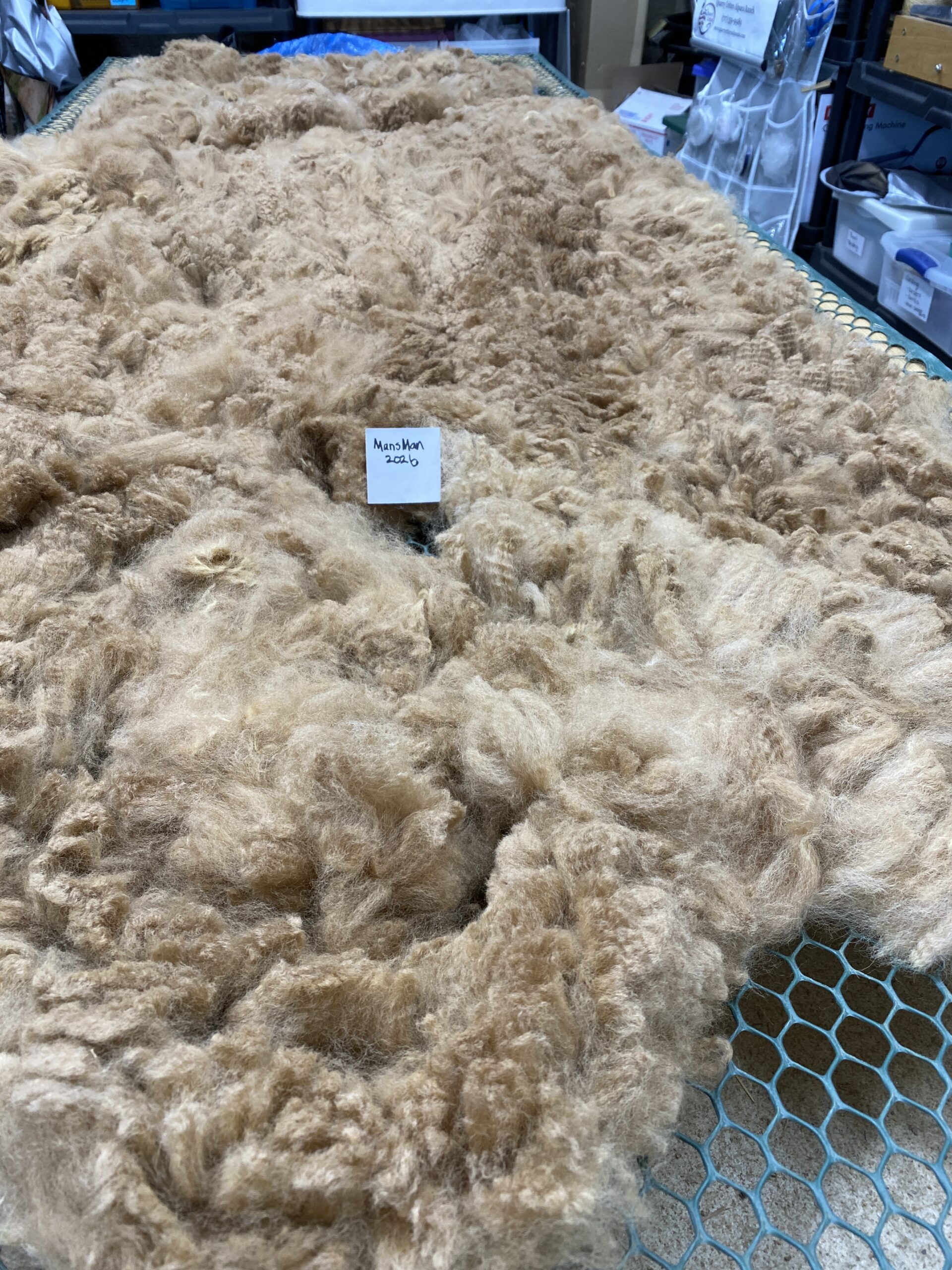 Reserve 2027- Dark Fawn - Alpaca Fleece ~ Mans Man - Image 3