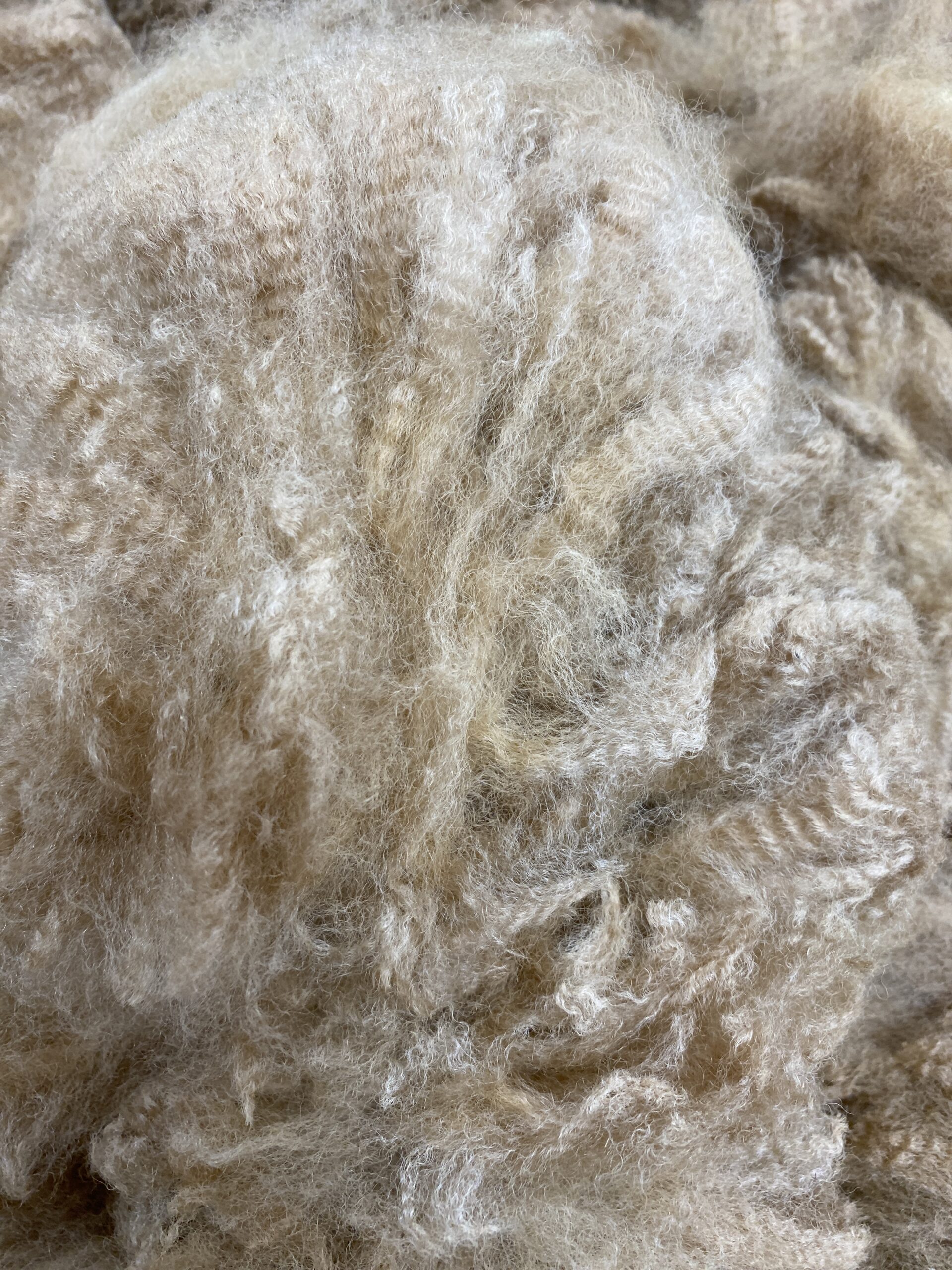 Reserve 2027- Dark Fawn - Alpaca Fleece ~ Mans Man - Image 4