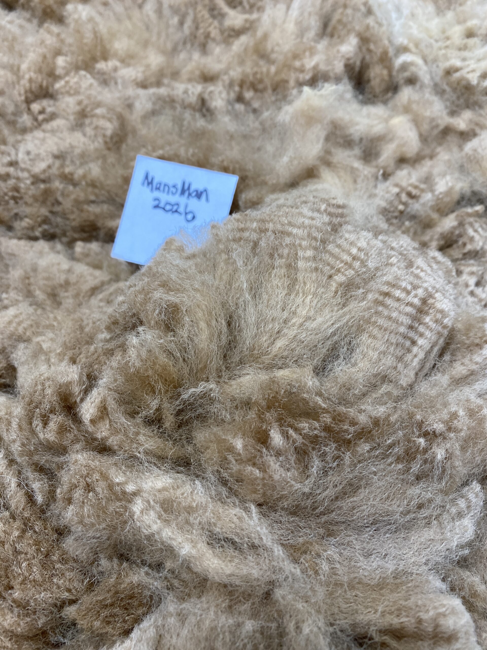 Reserve 2027- Dark Fawn - Alpaca Fleece ~ Mans Man - Image 5