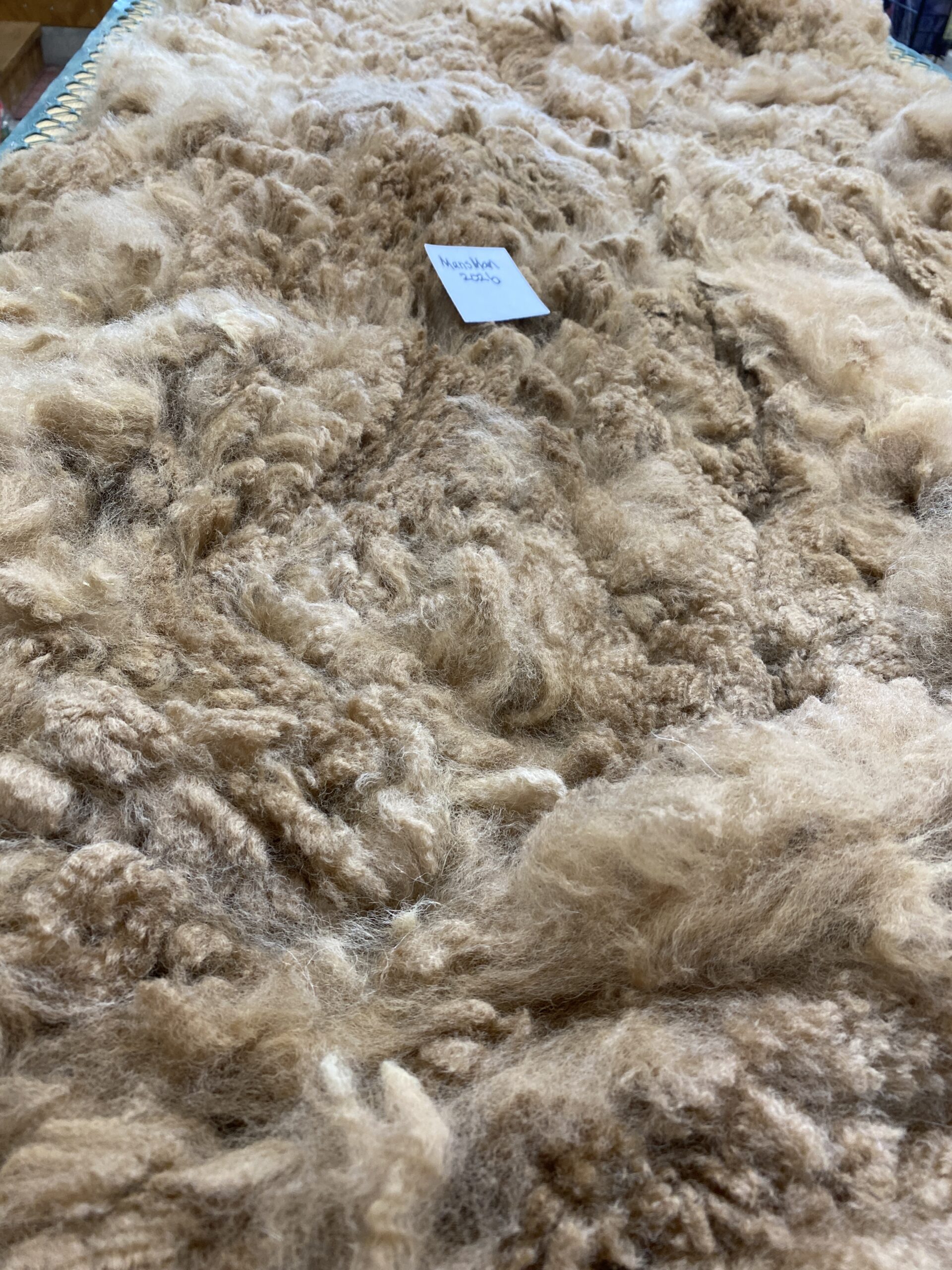 Reserve 2027- Dark Fawn - Alpaca Fleece ~ Mans Man