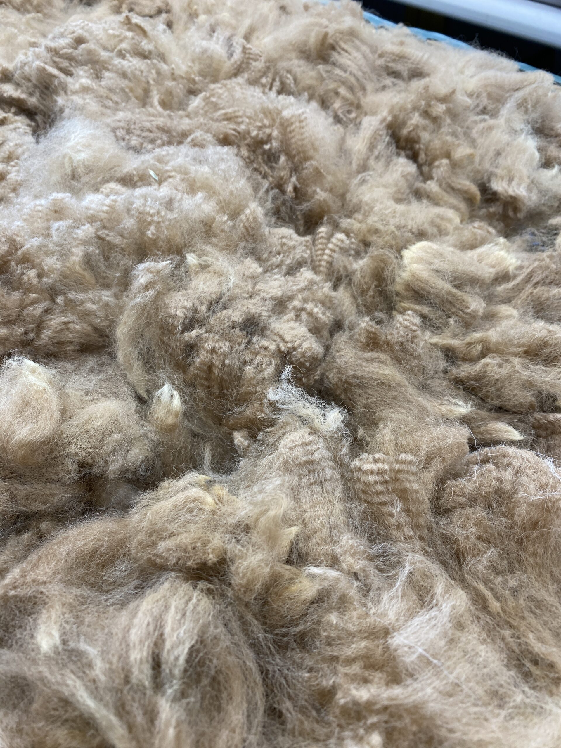 Reserve 2027- Dark Fawn - Alpaca Fleece ~ Mans Man - Image 7