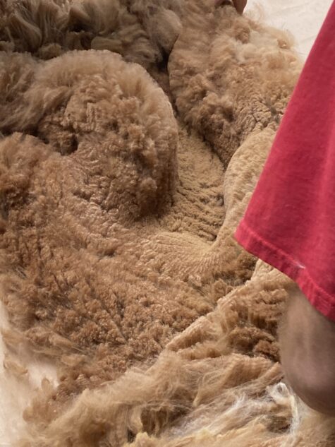 2024 SALE Fawn - Alpaca  Fleece ~ Mans Man