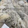 SOLD   2024 Rose Grey- Alpaca  Fleece ~ Lacey Spring - Image 3