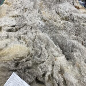 SOLD   2024 Rose Grey- Alpaca  Fleece ~ Lacey Spring