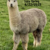 SOLD ~  2025 Rose Grey- Alpaca  Fleece ~ Lacey Spring - Image 2