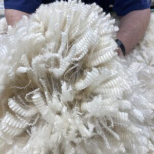 SOLD ~ 2025 Dense white shiny crimpy locks - Alpaca  Fleece ~ Nicholas