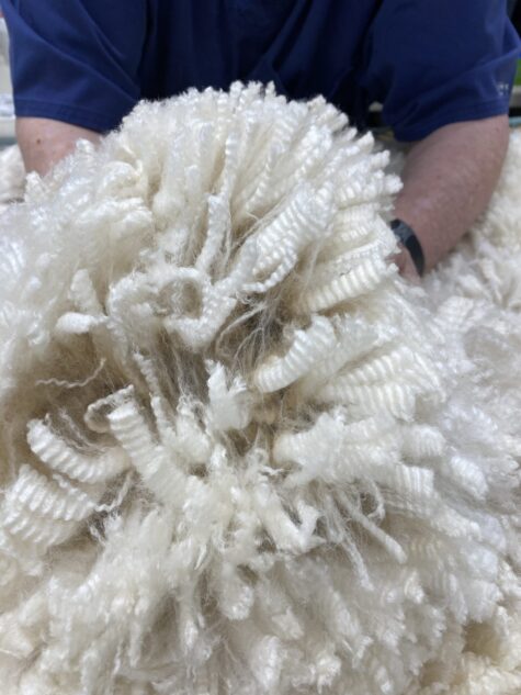 Reserve 2026~ Dense white shiny crimpy locks - Alpaca  Fleece ~ Nickolas