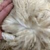 2024 Dense white crimpy locks - Alpaca  Fleece ~ Nicholas - Image 3