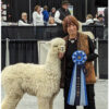 2024 Dense white crimpy locks - Alpaca  Fleece ~ Nicholas - Image 4